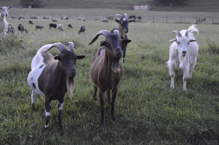 Ziegen leben in einer Herde, weil sie Gesellschaft brauchen.