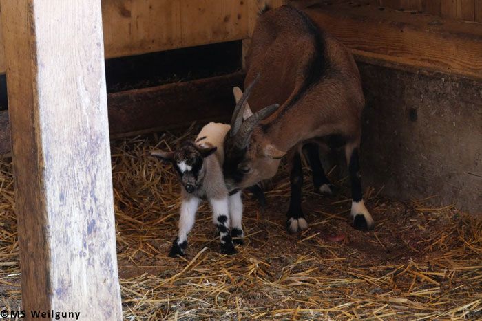 Wenn die Ziege ihr Lamm leckt, wird der Kreislauf und die Verdauung des Lamms angeregt.