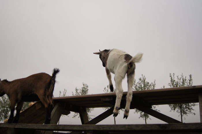 Ziegen klettern gerne und können daher Hindernisse leicht überwinden.